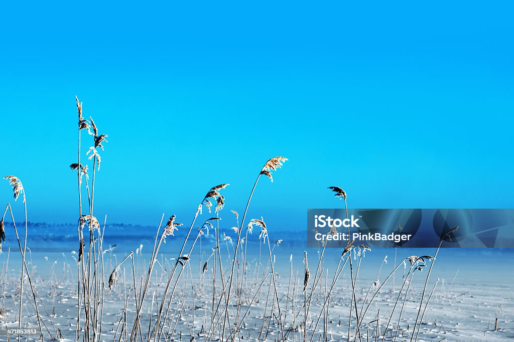frozen reeds - Photo de Beauté de la nature libre de droits