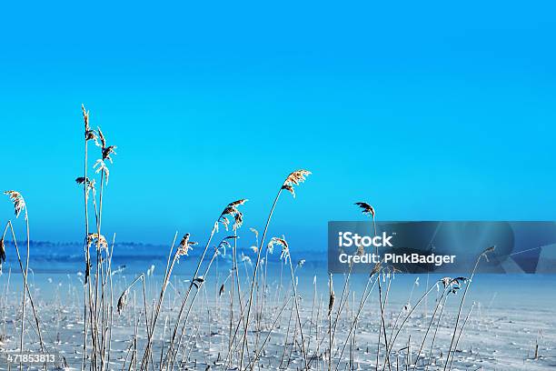 Photo libre de droit de Frozen Reeds banque d'images et plus d'images libres de droit de Beauté de la nature - Beauté de la nature, Bleu, Froid
