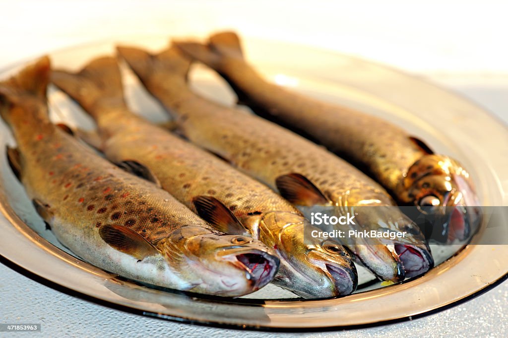 trout Forelle - Lizenzfrei Fisch Stock-Foto