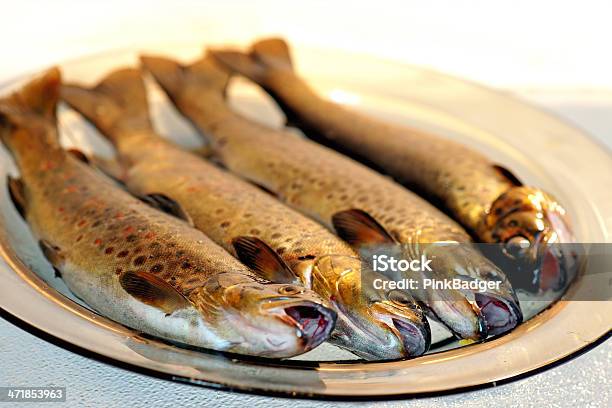 Trout Forelle Stockfoto und mehr Bilder von Fisch - Fisch, Fische und Meeresfrüchte, Forelle