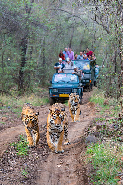 Bengal tigers (Panthera tigris tigris) in front of tourist car A tigeress with her juvenile cubs (Bengal tigers, also called "Royal Tiger", Panthera tigris tigris) walking on a road in the green jungle. In the background a car with tourists and photographers is visible. The Bengal Tiger is critical endangered, the total population was estimated in 2011 at fewer than 2,500 individuals with a decreasing trend.  iucn red list photos stock pictures, royalty-free photos & images