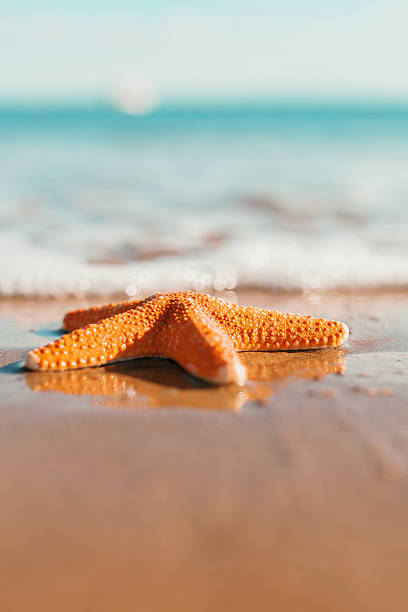 istock single starfish on the seashore.  summer concept with copy space 471854084