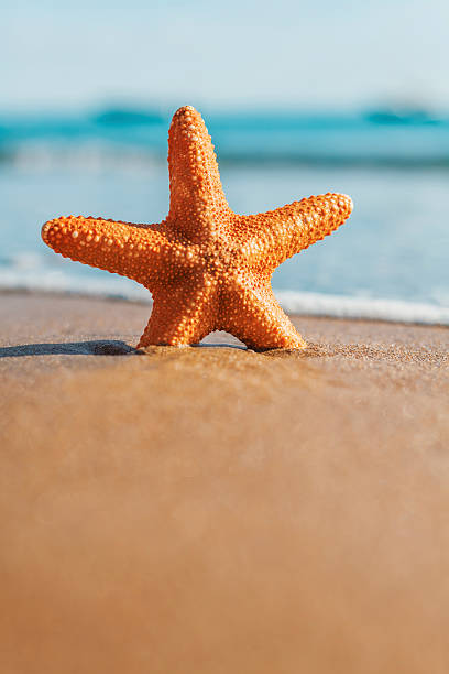 istock big orange starfish on the seashore. 471854090