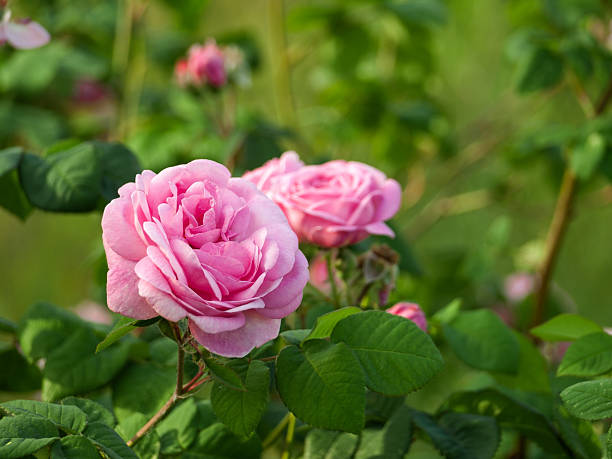 istock Beautiful rose on a green background early 471854451