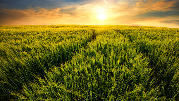 istock Field trails leading to the setting sun 471854468