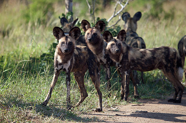 istock Wild Dogs in Kruger National Park 471854478