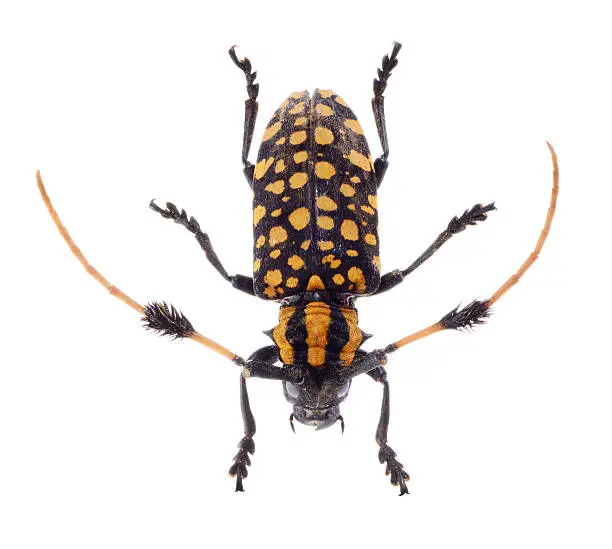 Common Tuft-bearing Longhorn beetle, Aristobia approximator, CERAMBYCIDAE isolated on white background