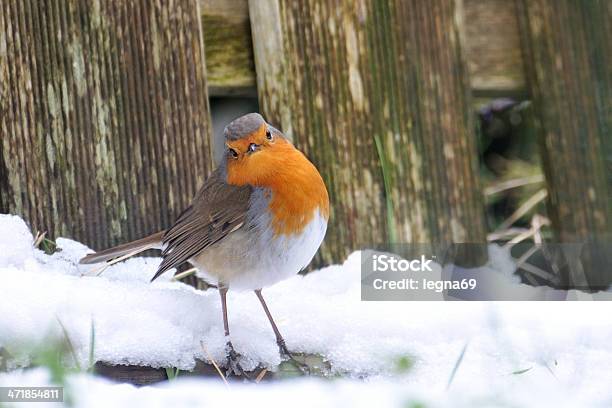 Robin Stock Photo - Download Image Now - Bizarre, Christmas Card, Animal
