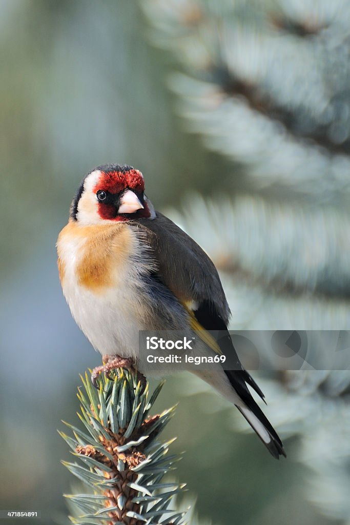 Goldfinch - Стоковые фото Pinaceae роялти-фри