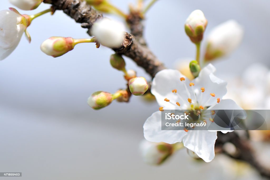 Flor de cerejeira - Royalty-free Amarelo Foto de stock