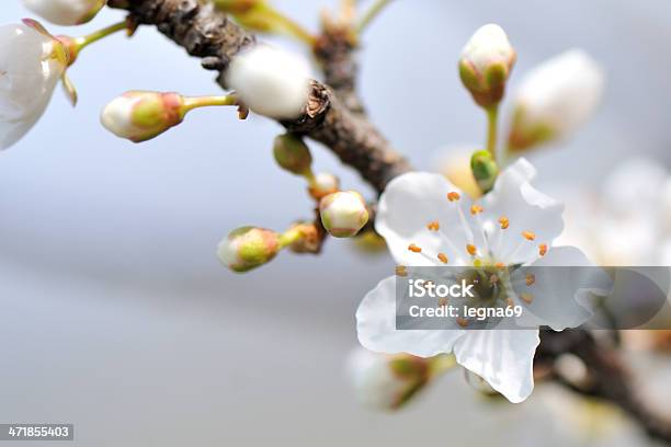 Flor De Cerejeira - Fotografias de stock e mais imagens de Amarelo - Amarelo, Flor de cerejeira, Abstrato