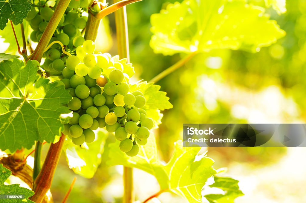 Grüne Trauben am Weinstock - Lizenzfrei Abenddämmerung Stock-Foto