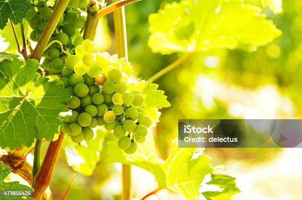 Grüne Trauben Am Weinstock Stockfoto und mehr Bilder von Abenddämmerung - Abenddämmerung, Deutschland, Ernten
