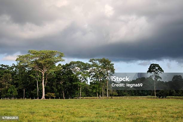 Bosque Y Meadow Foto de stock y más banco de imágenes de Aire libre - Aire libre, Bosque, Bosque pluvial