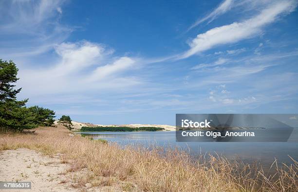 Куршская Коса — стоковые фотографии и другие картинки Pinaceae - Pinaceae, Балтийское море, Без людей