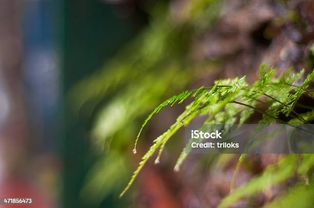 햇살이 양치식물 0명에 대한 스톡 사진 및 기타 이미지 - 0명, 개념, 녹색