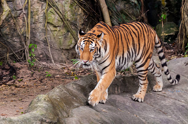 istock Bengal tiger walking on the rock 471856639