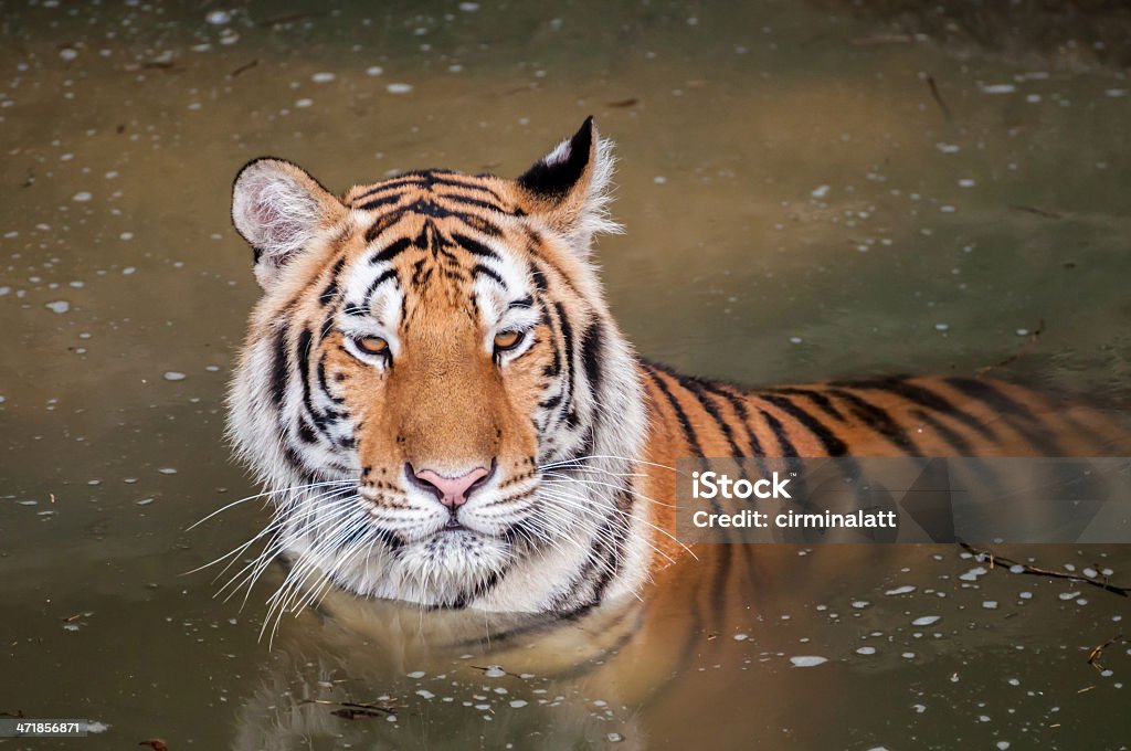Tiger im Wasser - Lizenzfrei Einzelnes Tier Stock-Foto