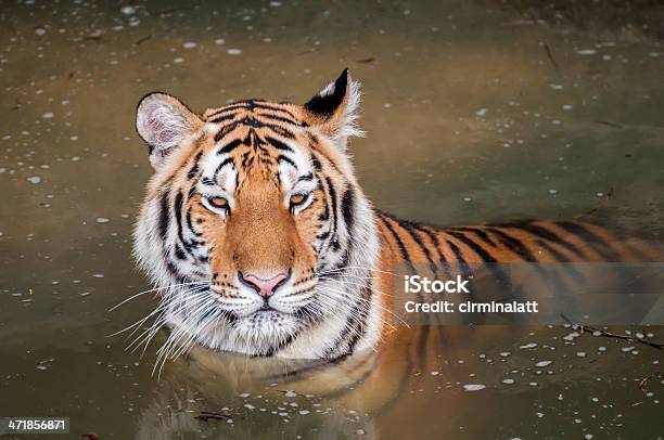 Tigre In Acqua - Fotografie stock e altre immagini di Acqua - Acqua, Ambientazione esterna, Animale