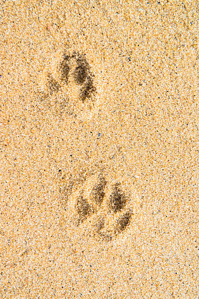 istock Dog footsteps in sand 471856935