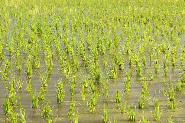 rice sprouts,seeding with rice field