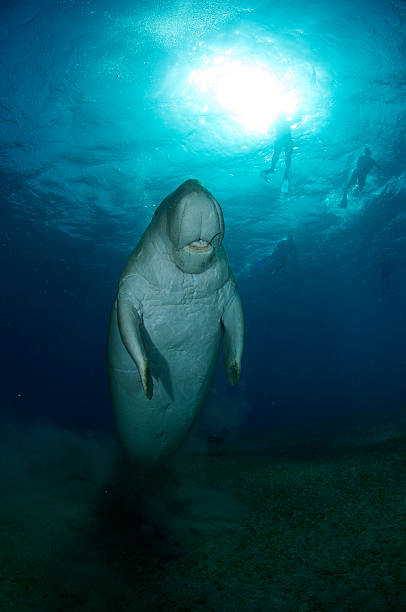istock Dugong in the Red Sea 471857015