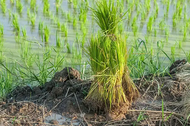 rice sprouts,seeding with rice field