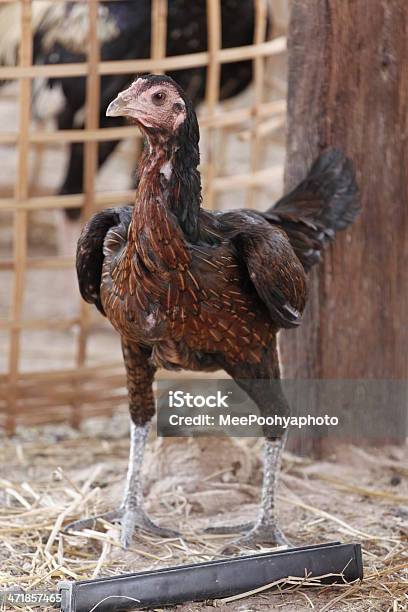 食糧を捜す鶏小屋はすぐそばです - つつくのストックフォトや画像を多数ご用意 - つつく, ふわふわ, アジア大陸