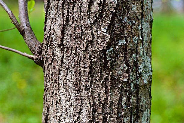 istock Bark of a Sawtooth oak 471857900