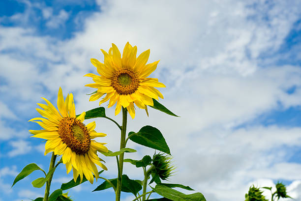 istock Sunflowers under bright sun and blue sky 471857953