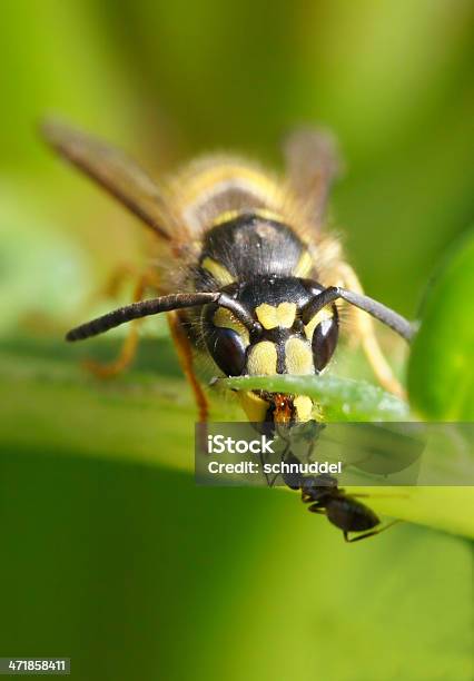 Grandes Y Pequeños Foto de stock y más banco de imágenes de Ala de animal - Ala de animal, Alimentar, Animal