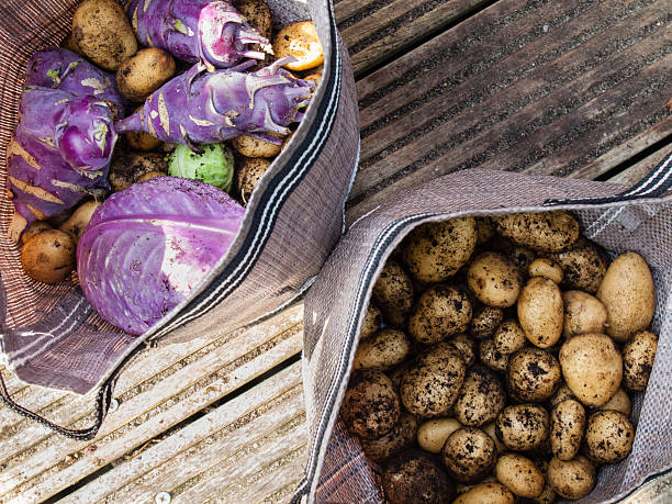legumes recém-colhidas - kohlrabi purple cabbage organic - fotografias e filmes do acervo