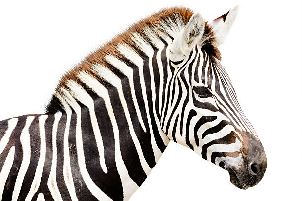 istock Young male zebra isolated on white background 471858712