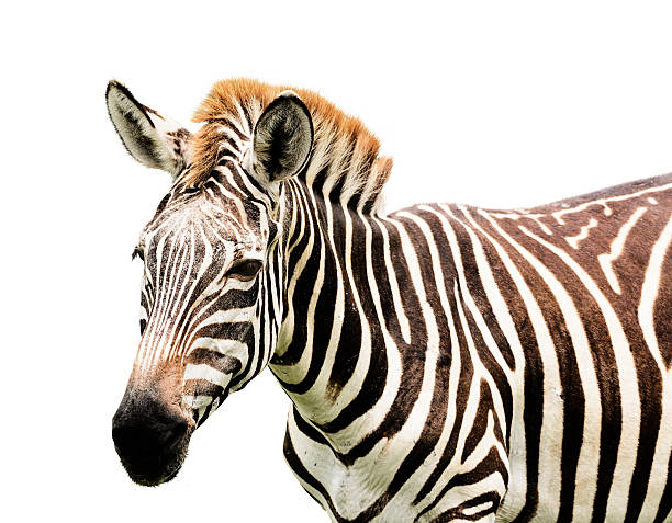 istock Young male zebra isolated on white background 471858718