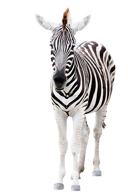 istock Young male zebra isolated on white background 471858726