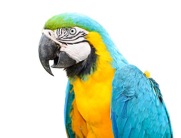 istock Colorful blue parrot macaw isolated on white background 471858756