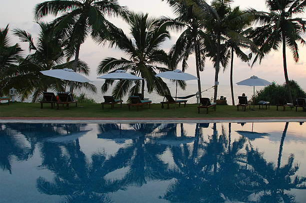 coconut palm trees que refleja en el agua de la piscina - water rainforest frond tropical climate fotografías e imágenes de stock