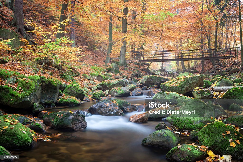 autumn leaves Little River in  National Park Great Smoky Mountains National Park Stock Photo