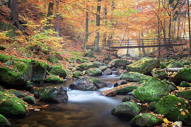 autumn leaves Little River in  National Park tremont stock pictures, royalty-free photos & images