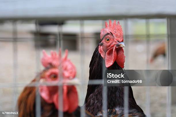 Roosters - zdjęcia stockowe i więcej obrazów Autorytet - Autorytet, Bantamka, Białe mięso