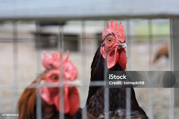 Foto de Roosters e mais fotos de stock de Agricultura - Agricultura, Alimentação Saudável, Animais Machos