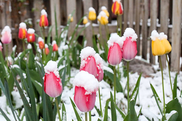 マルチカラーのチューリップガーデンふわふわの雪で覆われた - colorful colorado ストックフォトと画像