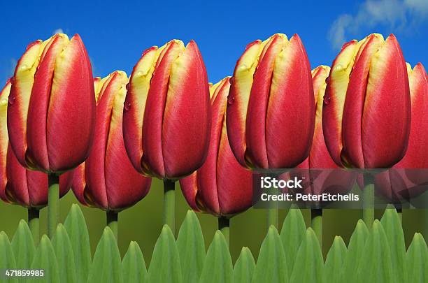 Tulipa Apeldoorn Elite - Fotografie stock e altre immagini di Charles Darwin - Naturalista - Charles Darwin - Naturalista, Tulipano, Alta società