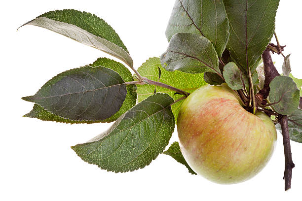 istock apple tree branch with green leaves 471860027