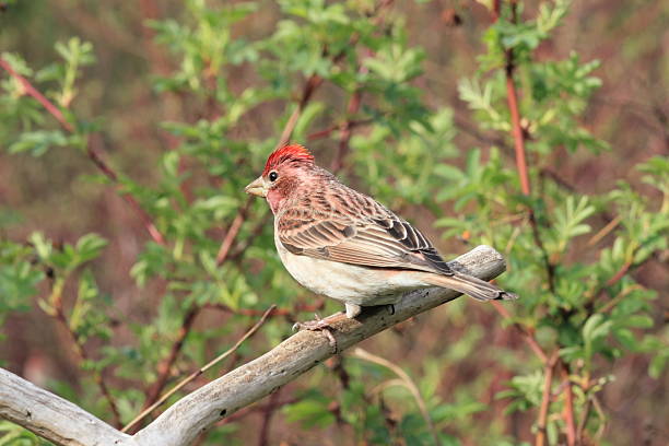istock Male Cassin's Finch perched on a branch. 471860092