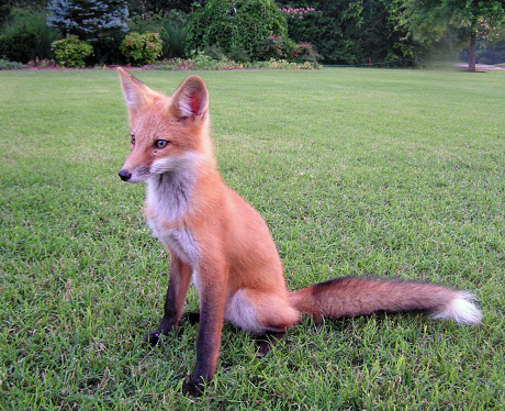 Late afternoon the Red Fox is resting.  Taken in my backyard in Monroe County, Mississippi in 2006.