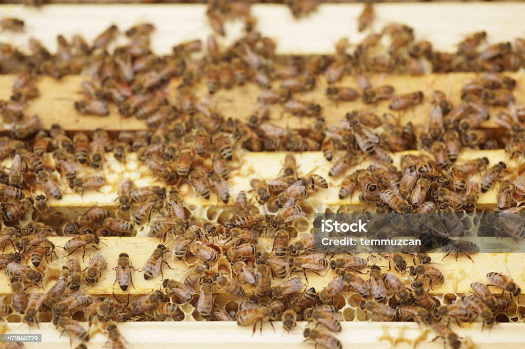 Bees - Foto de stock de Abeja libre de derechos