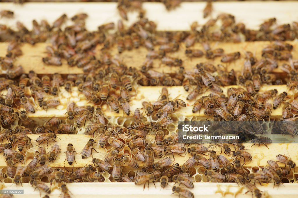 пчёлы - Стоковые фото Без людей роялти-фри