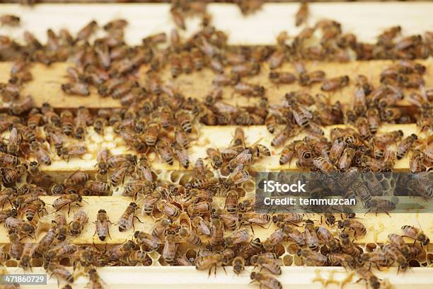 Пчёлы — стоковые фотографии и другие картинки Без людей - Без людей, Большая группа животных, Воск