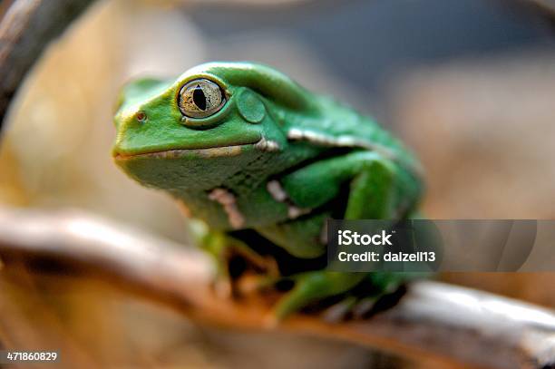 Rana Cerato - Fotografie stock e altre immagini di Anfibio - Anfibio, Animale, Appollaiarsi